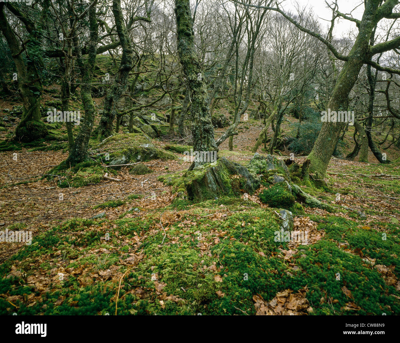 Uralte Eichenwälder im Norden von Wales in der Nähe von Nantmor in Snowdonia-Nationalpark mit moosbewachsenen Bäumen und Felsen. Stockfoto