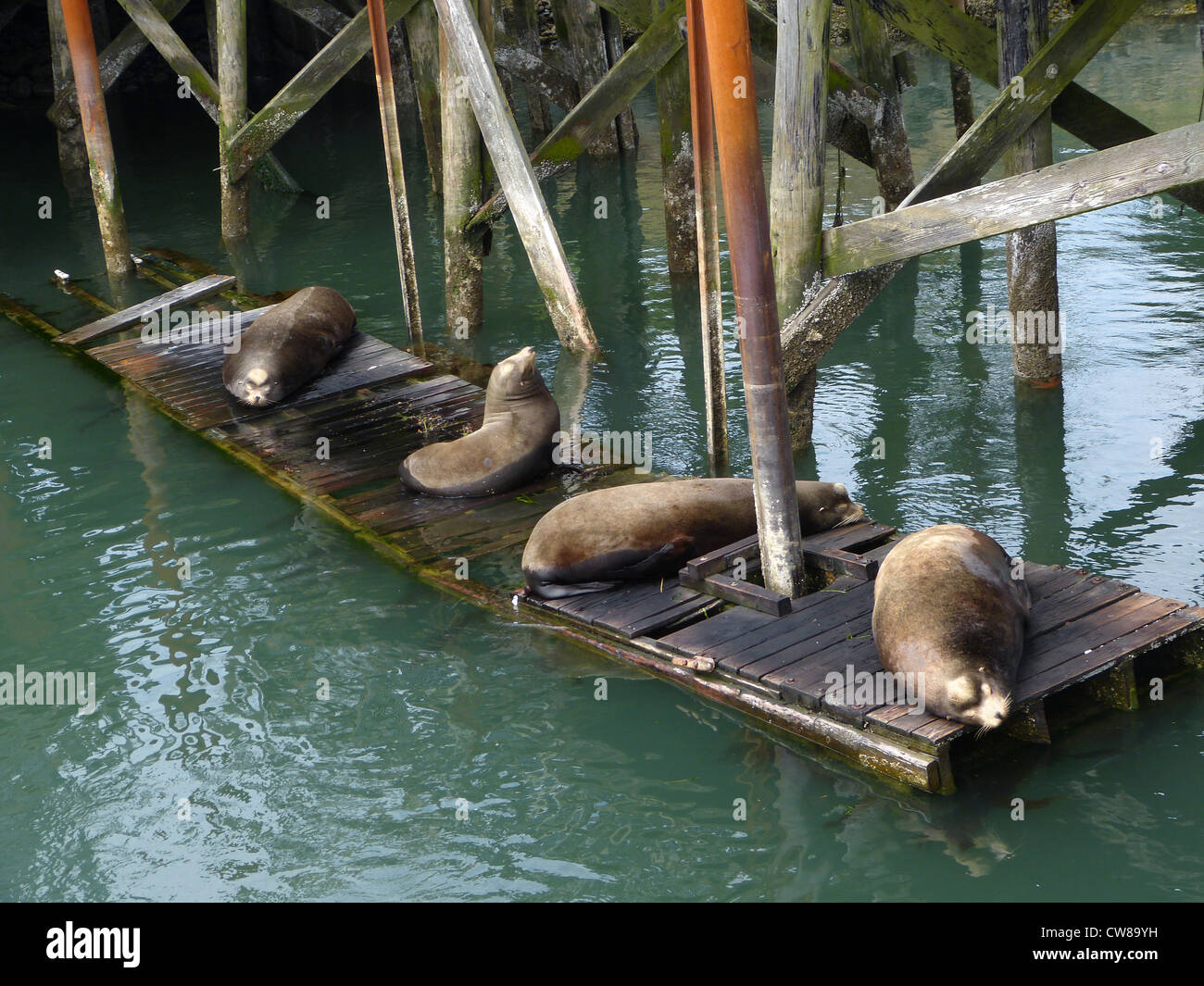 California Seelöwen Bullen (Zalophus Californianus) holte auf einer verlassenen Werft in Newport, Oregon. Stockfoto