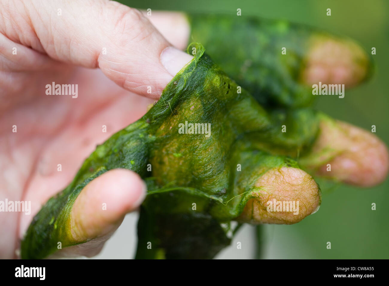 Decke das Unkraut (Cladophora sp.). Filamentöse Algen, in der Hand gehalten. Entnommen aus einem Teich im Sommer. Stockfoto