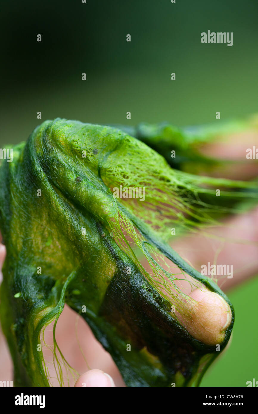 Decke das Unkraut (Cladophora sp.). Filamentöse Algen, in der Hand gehalten. Entnommen aus einem Teich im Sommer. Stockfoto