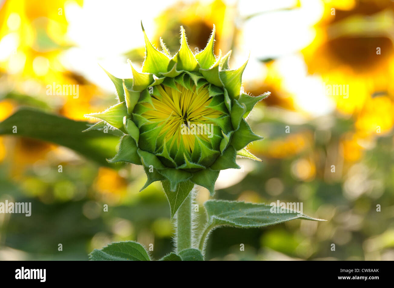 Sonnenblumenfeld, Sate New York USA. Stockfoto