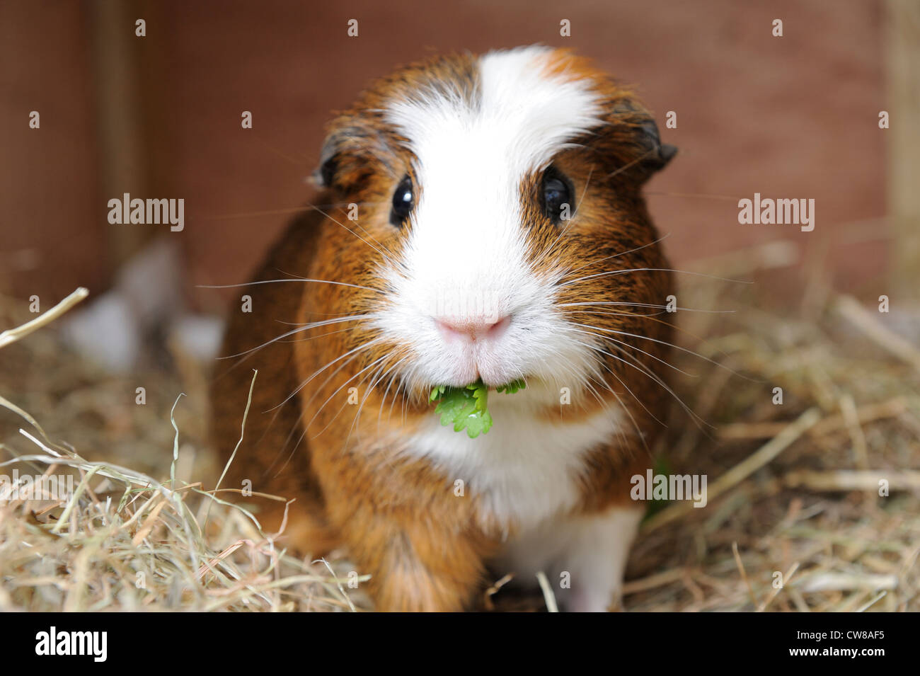 Haustier Meerschweinchen in der Fütterung auf Koriander Blätter  Stockfotografie - Alamy