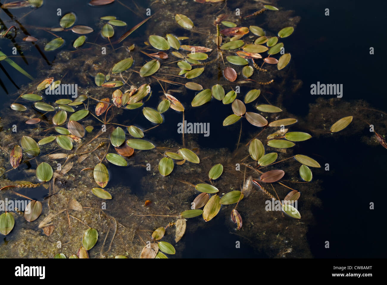 Wasserknöterich (Persicaria Amphibia). Am Ufer eines Teiches Feld