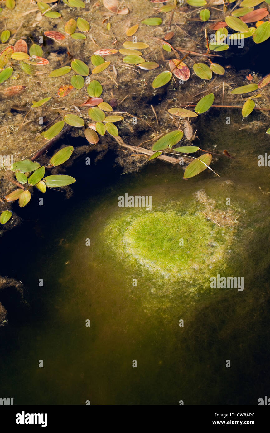 Wasserknöterich (Persicaria Amphibia). Am Ufer eines Teiches Feld wachsen. Vordergrund, Decke Weed (Cladophora sp.). Stockfoto