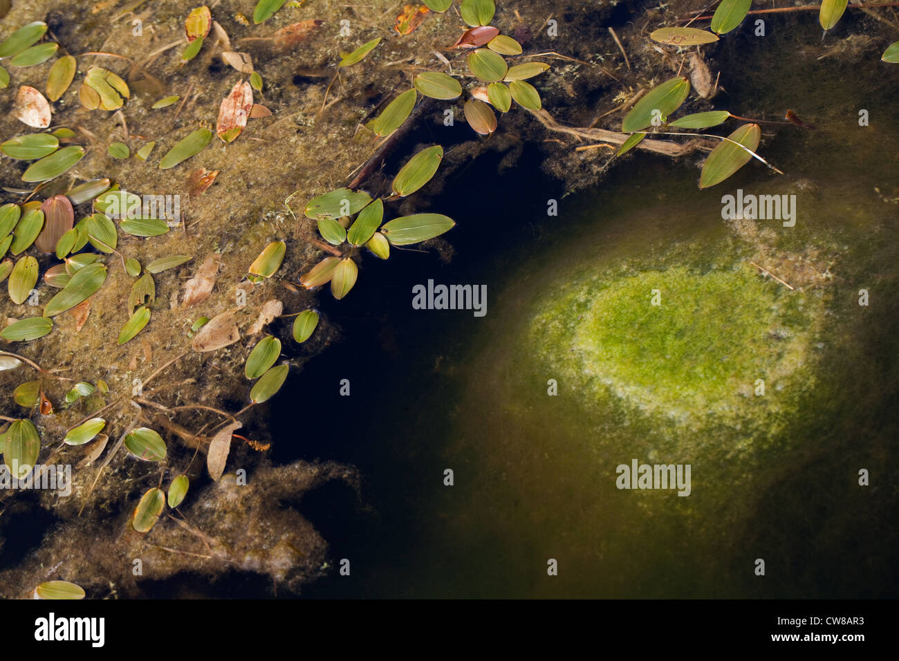 Wasserknöterich (Persicaria Amphibia). Am Ufer eines Teiches Feld wachsen. Rechts, Decke Unkraut (Cladophora sp.). Stockfoto