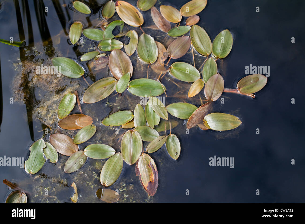 Wasserknöterich (Persicaria Amphibia). Am Ufer eines Teiches Feld wachsen. Stockfoto