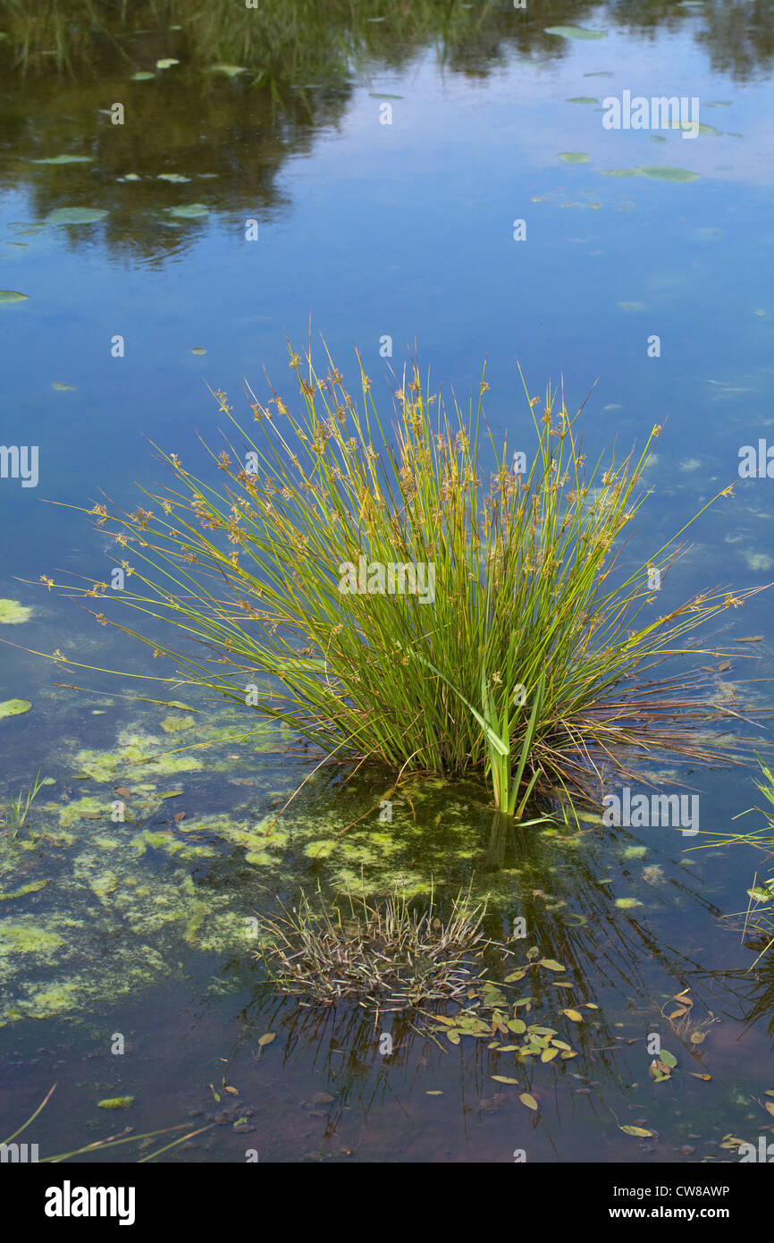 Gemeinsame oder Soft Rush (Juncus Effusus). Pflanzen Sie in Untiefen eines natürlichen Wiese-Teiches. Ingham, Norfolk. Beachten Sie schwimmende Decke Unkraut. Stockfoto