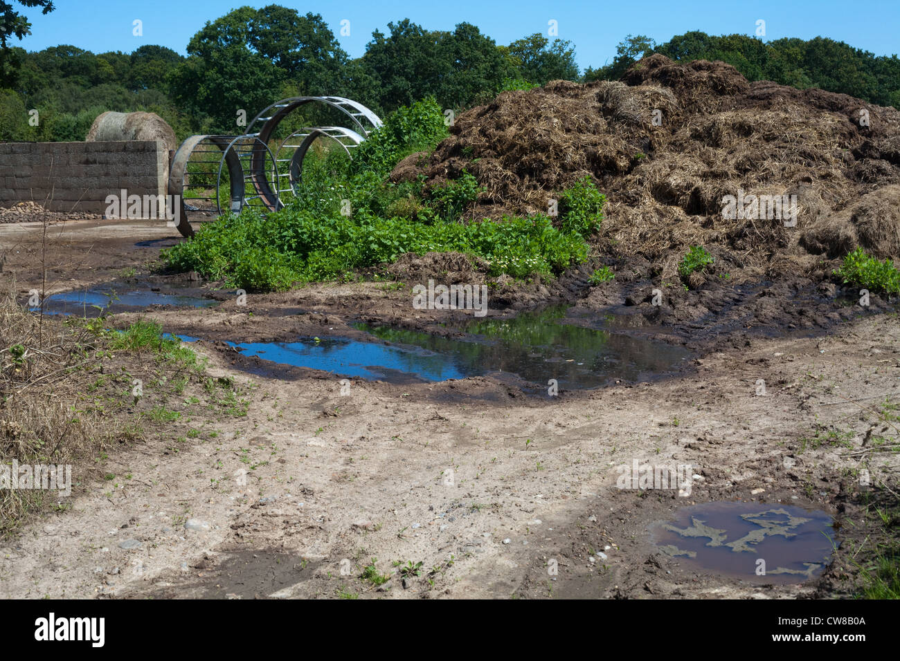 Verschmutzung der Entwässerungsgraben. Kumulierte Rindergülle von Nutztieren, Sickerschacht und Überlauf erreichbar gespeichert. Stockfoto