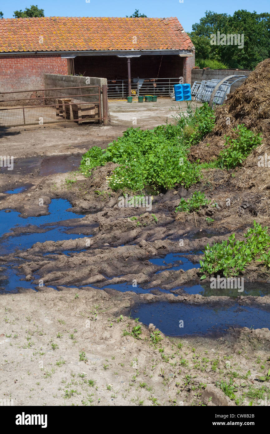 Verschmutzung der Entwässerungsgraben. Kumulierte Rindergülle von Nutztieren, Sickerschacht und Überlauf erreichbar gespeichert. Stockfoto