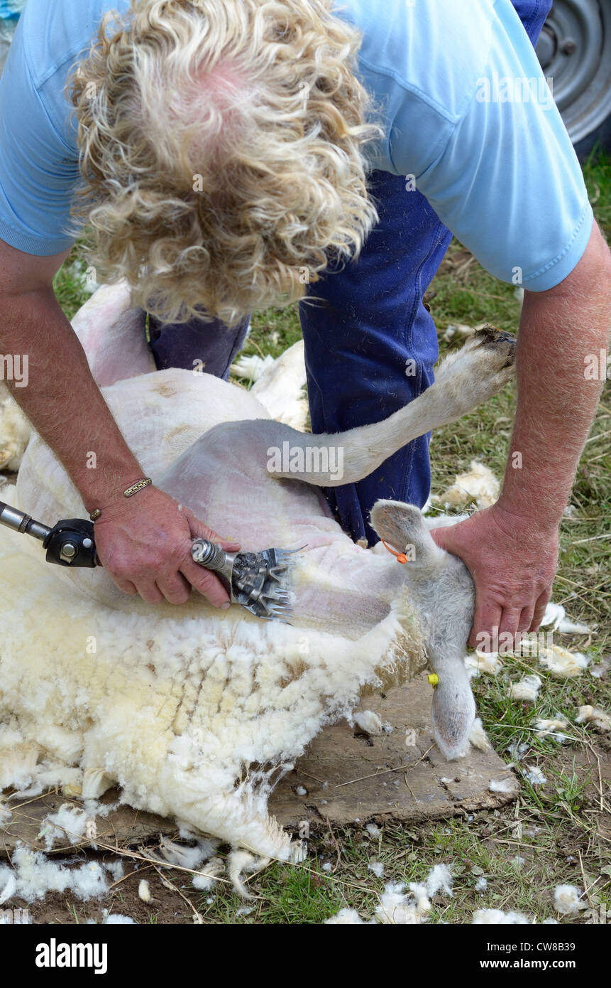 Mann, die Scheren der Schafe, England, Stockfoto
