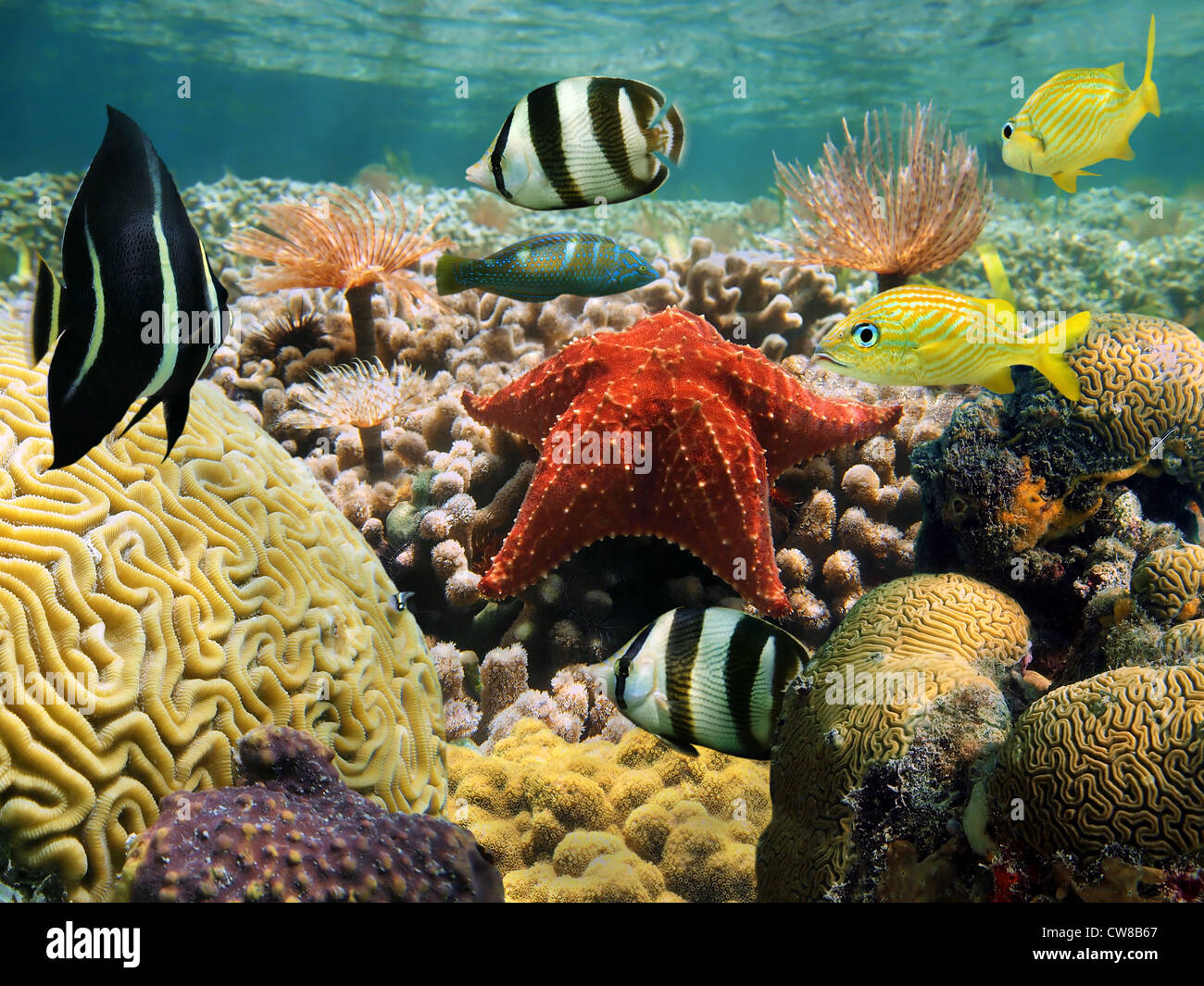 Bunte Unterwasserwelt unter Wasser an einem seichten Korallenriff mit einem Seestern, tropische Fische und marine Würmer, Karibik Stockfoto