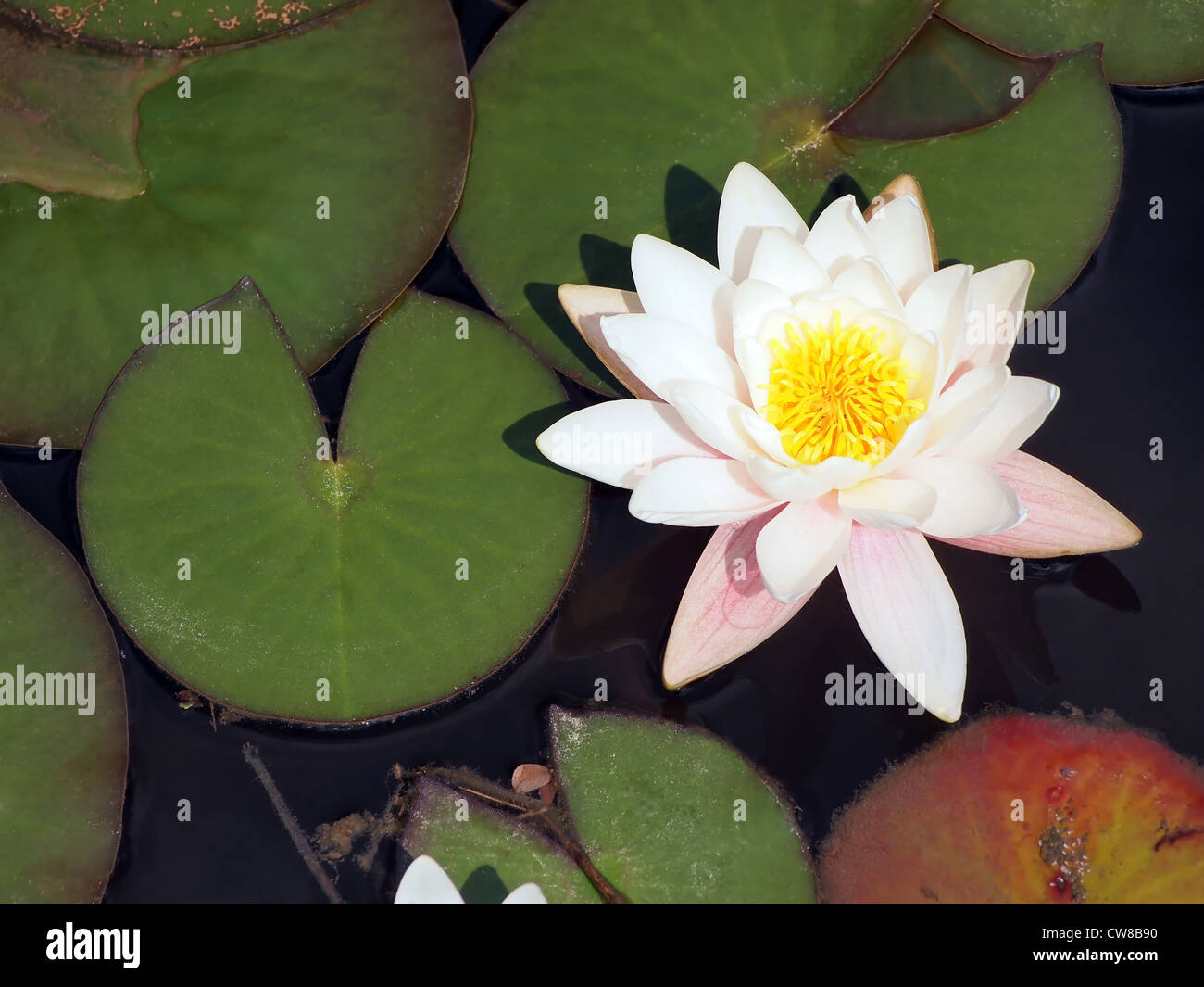 Seerosen-Blatt und Blume auf einem Teich Stockfoto