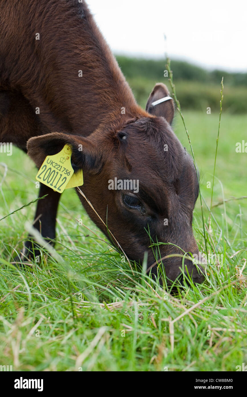 Gloucester Färse (Bos Taurus). Junge Kuh Weiden auf Weidelgras gesät Pasiure. Horn "Bud" ist auf der Krone des Kopfes erkennbar Stockfoto