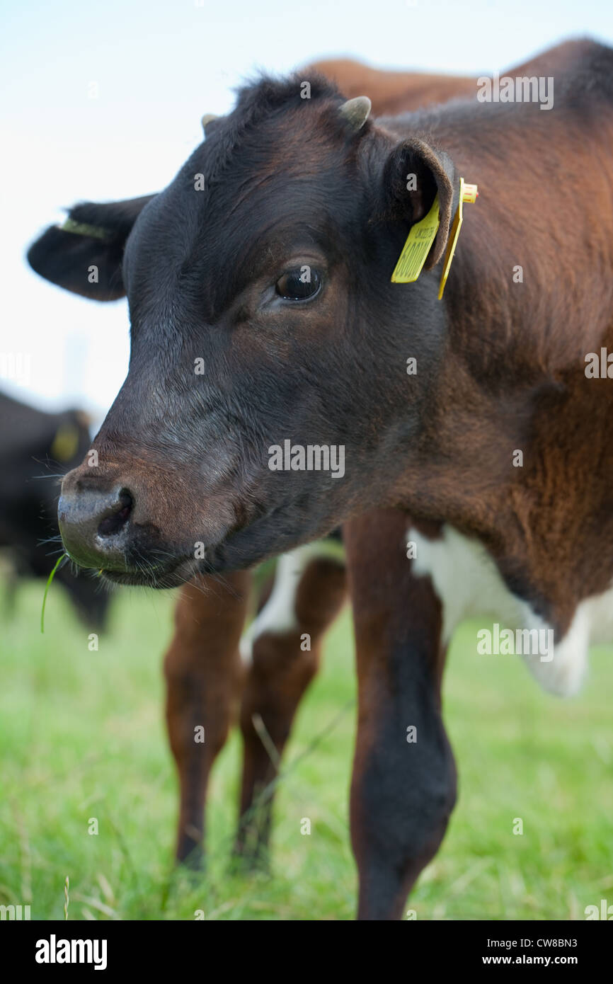 Gloucester-Kuh (Bos Taurus). Junge Kuh. Horn "Knospen" sind erkennbar auf der Krone des Kopfes. Seltene Rasse. Stockfoto