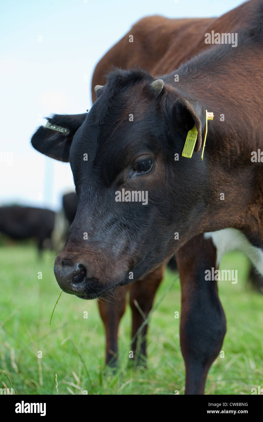 Gloucester Färse (Bos Taurus). Junge Kuh. Horn "Knospen" sind erkennbar auf der Krone des Kopfes. Seltene Rasse. Stockfoto