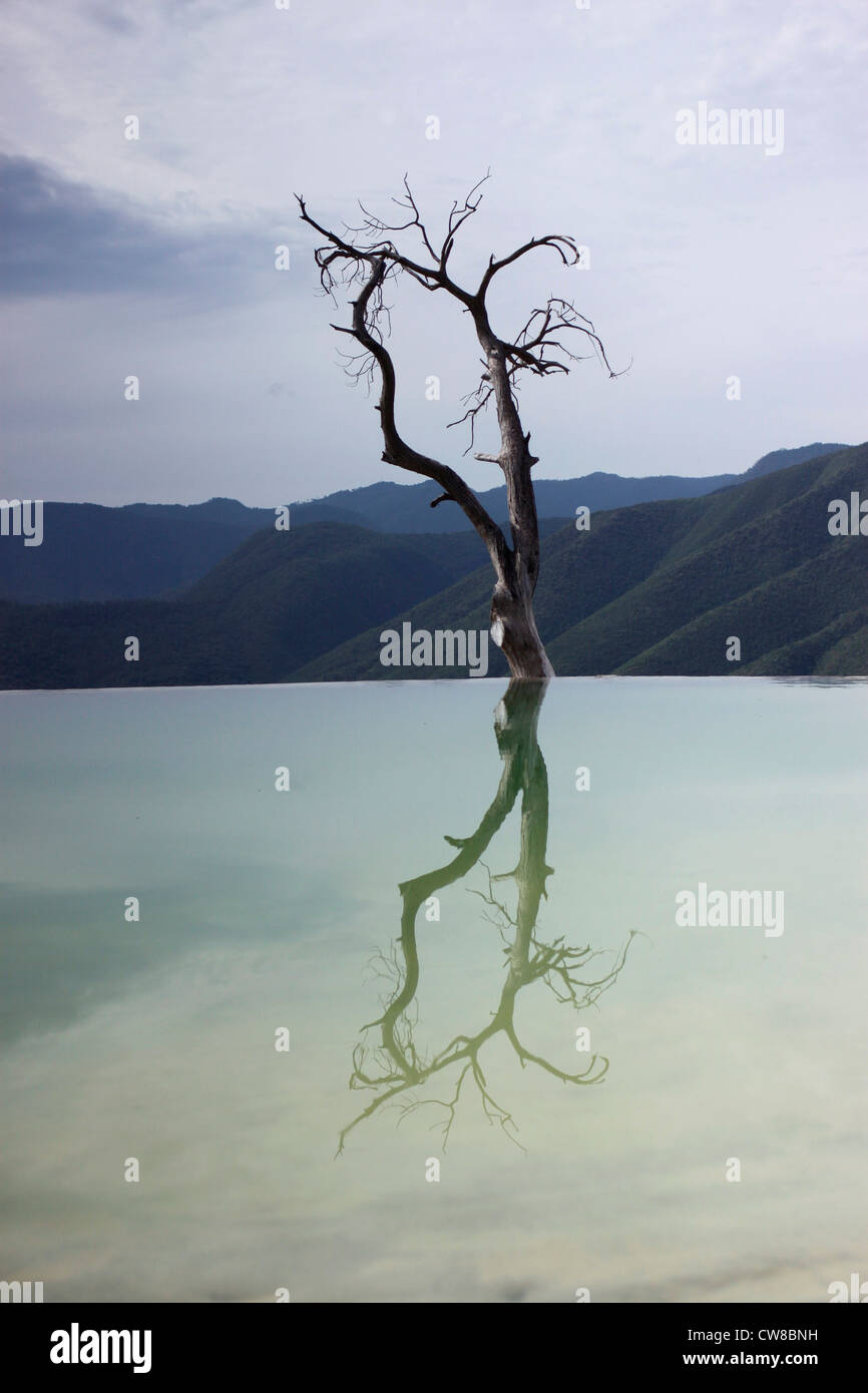 Reflexion von einem trockenen Baum in Hierve el Agua Naturpool in Oaxaca, Mexiko, 18. Juli 2012. Stockfoto