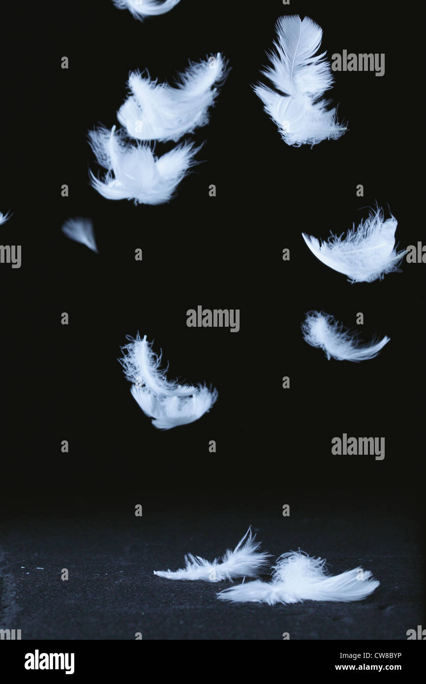 Weiße Federn fliegen auf schwarzem Hintergrund Stockfoto