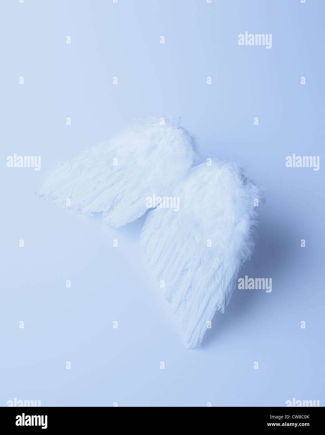 Feder auf weißen Hintergrund Stockfoto