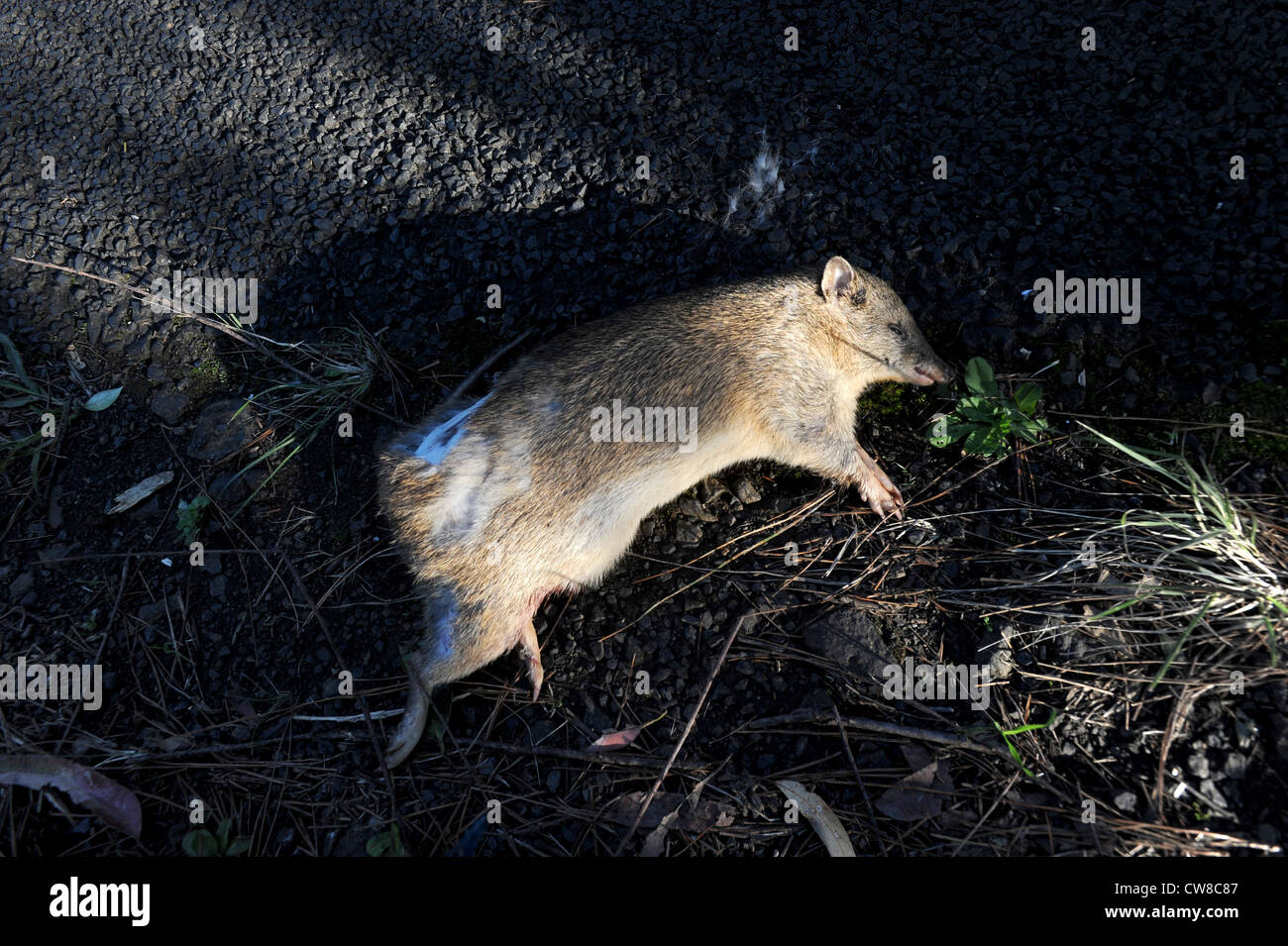 Ein toter Bandicoot liegt am Straßenrand im nördlichen New South Wales Australien Stockfoto