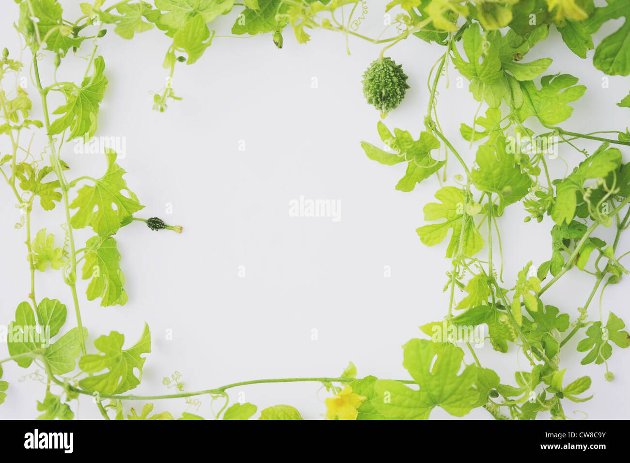 Bitter Melonen mit Efeu Stockfoto