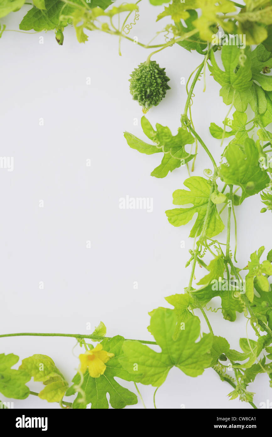 Bitter Melonen mit Efeu Stockfoto