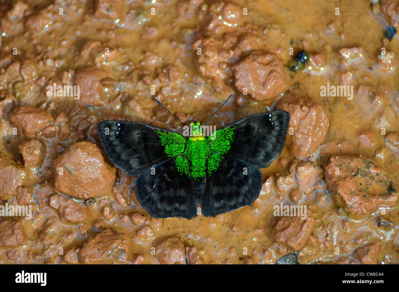 Madidi Nationalpark, Bolivien, Südamerika Stockfoto