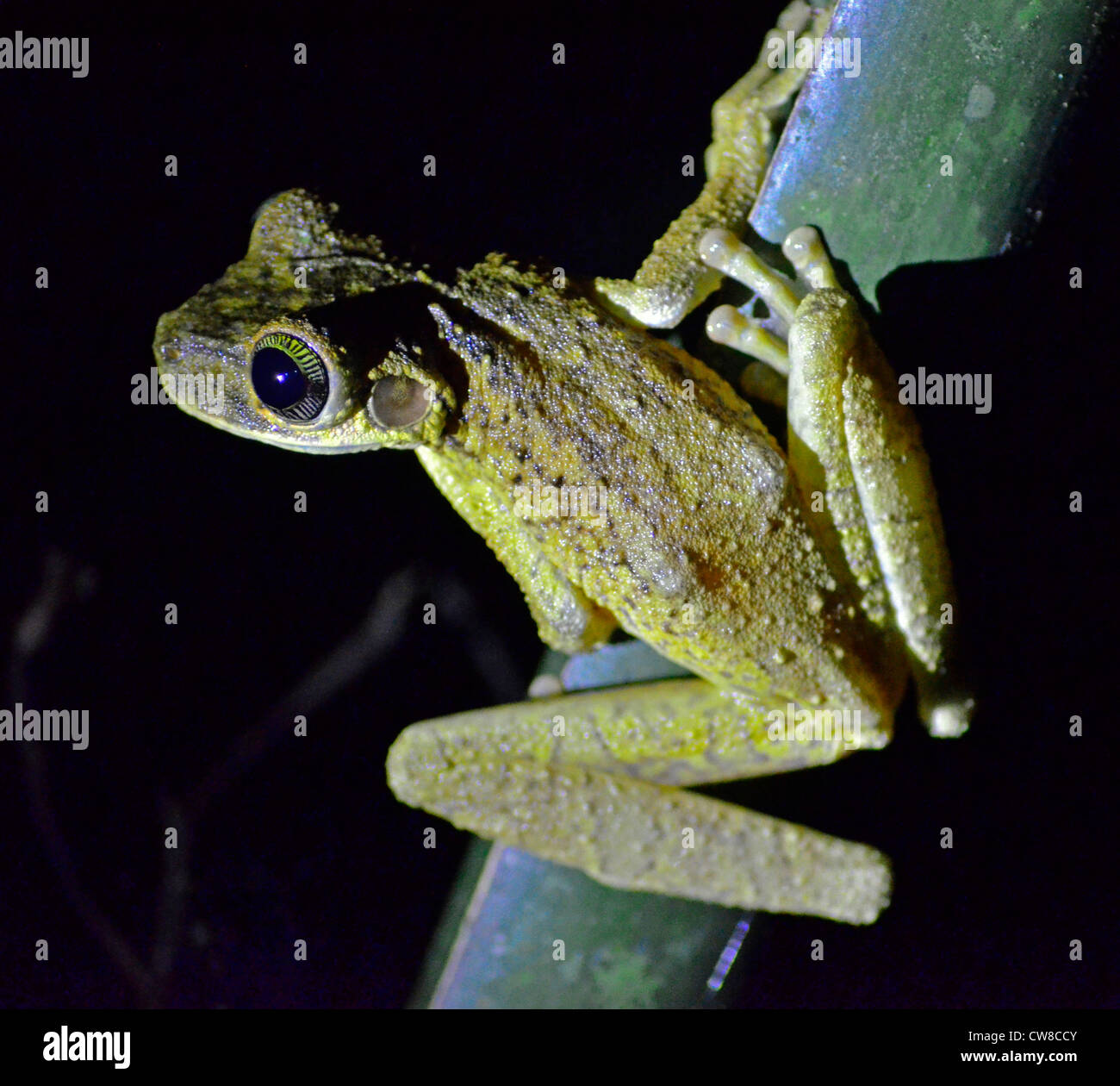 Madidi Nationalpark, Rurrenabaque, Bolivien, Südamerika. Stockfoto