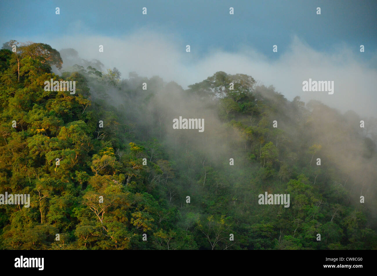 Rurrenabaque, Beni Flusses, Bolivien. Amazonas-Dschungel und Regenwald Stockfoto