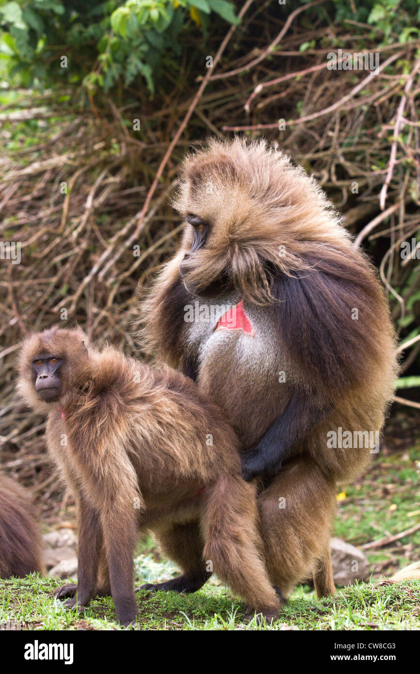 Gelada Paviane (Theropithecus Gelada) Paarung in Äthiopien Simien Mountains Nationalpark. Stockfoto