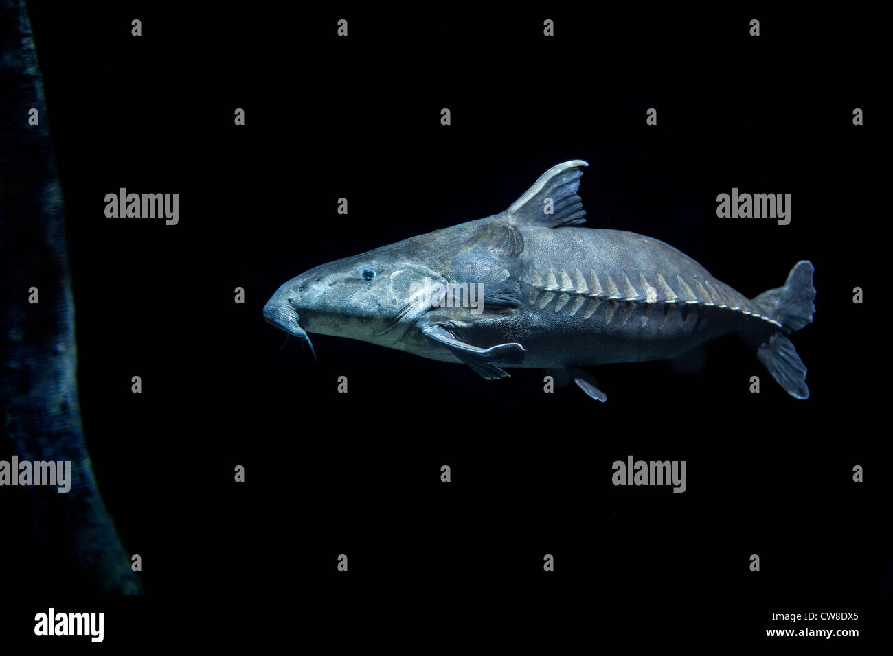 Dunkle Wasser mit Ripsaw Katze Fisch Stockfoto