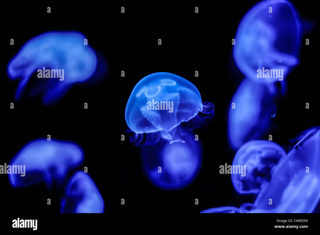 viele der Blue Moon Quallen schwimmen Stockfoto