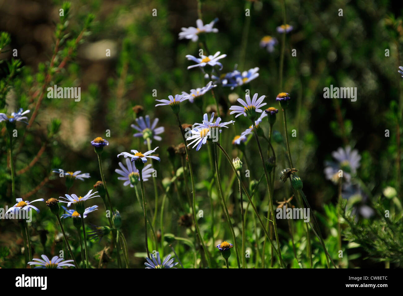 Felicia aethiopica (subsp aethiopica), (Blou Magriet, wild Aster) in Kirstenbosch National Botanical Gardens. Stockfoto