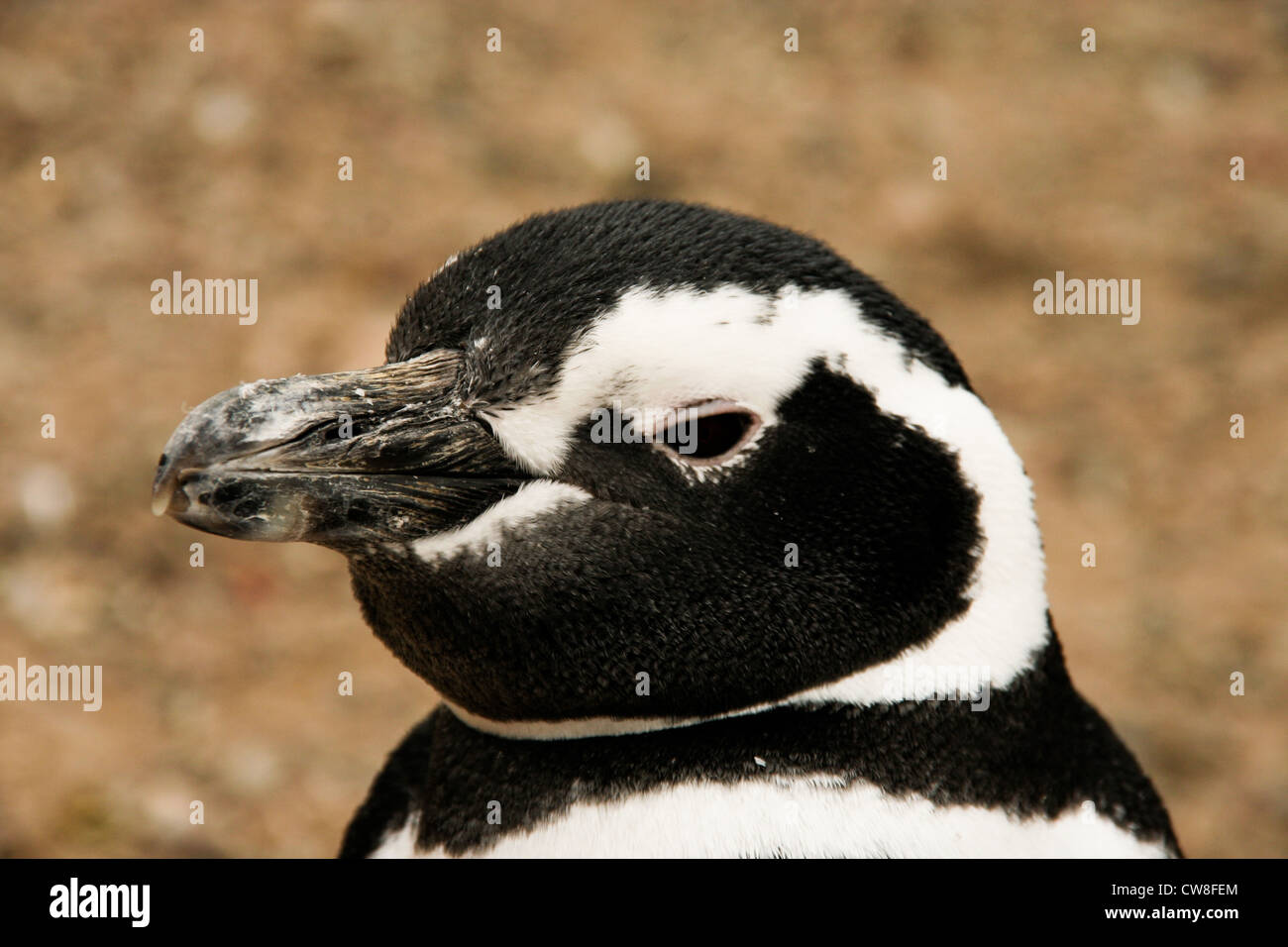 Magellanic Penguin Punta Tomba Reserve Patagonien Argentinien Stockfoto