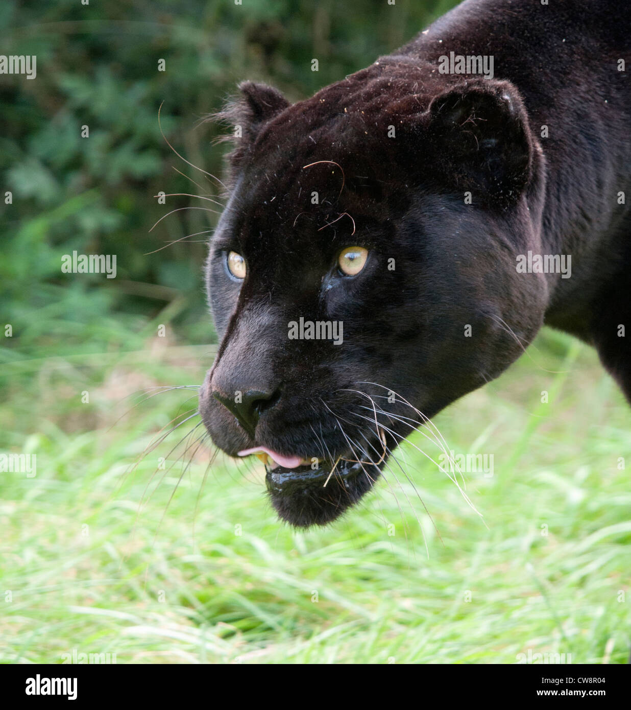 Black jaguar whiskers -Fotos und -Bildmaterial in hoher Auflösung – Alamy