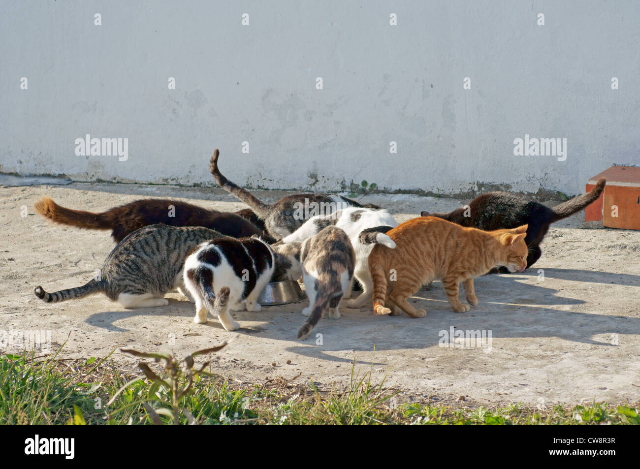 Glückliche Katzen. Entdeckt in der Nähe von Sotogrande an der Costa Del Sol Stockfoto