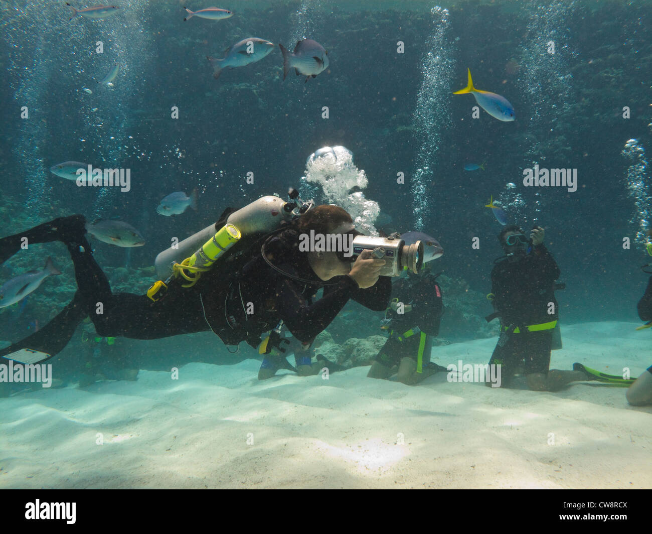 Taucher Fotografieren unter Wasser mit anderen Tauchern am Great Barrier Reef Australien Stockfoto