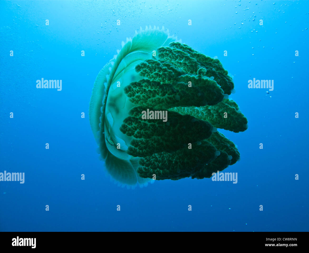 Closeup Seitenansicht fast durchsichtigen Körper der Box Jelly Fish rhizostome nesseltiere am Great Barrier Reef Australien Stockfoto