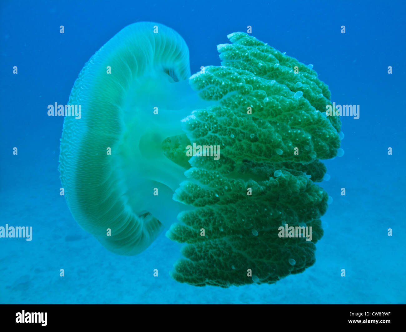 Closeup Seitenansicht fast durchsichtigen Körper der Box Jelly Fish am Great Barrier Reef Australien Stockfoto