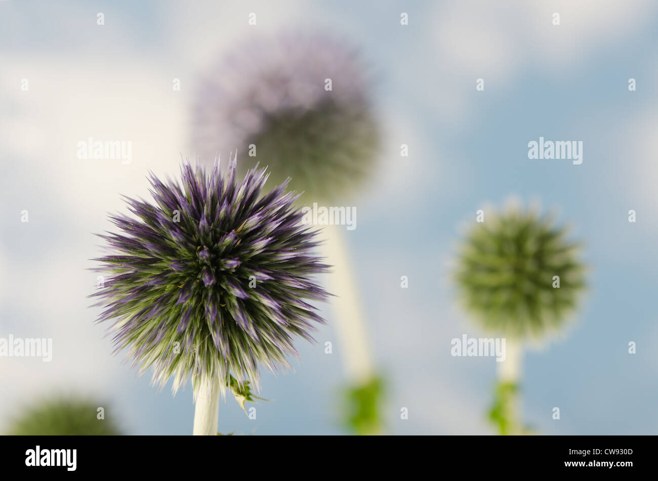 Details zum Globus Distel gegen blauen Himmel und die neue Entwicklung Röschen Blumen Echinops Stockfoto