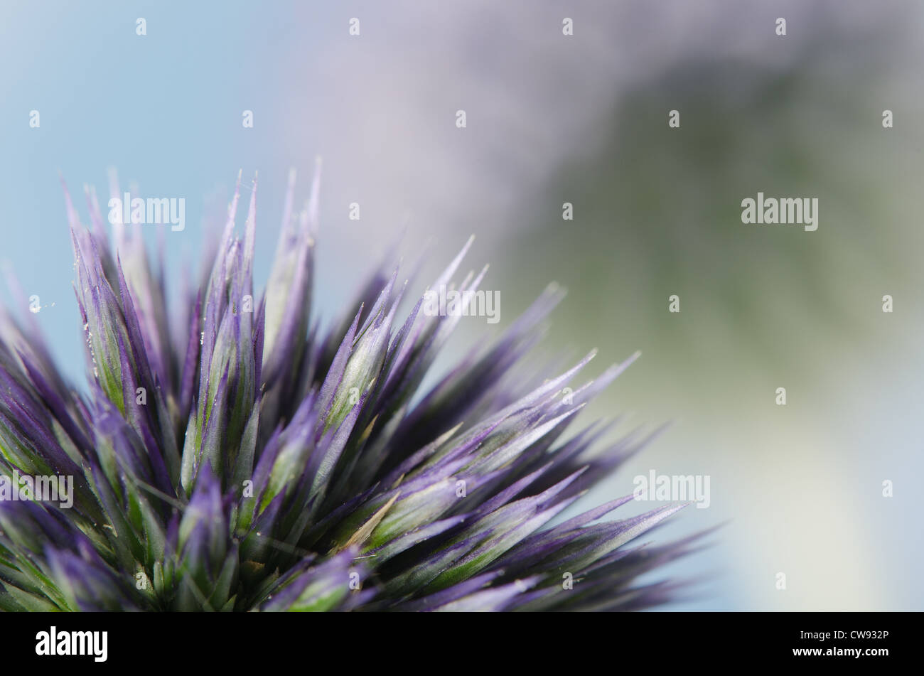 Details zum Globus Distel gegen blauen Himmel und die neue Entwicklung Röschen Blumen Echinops Stockfoto