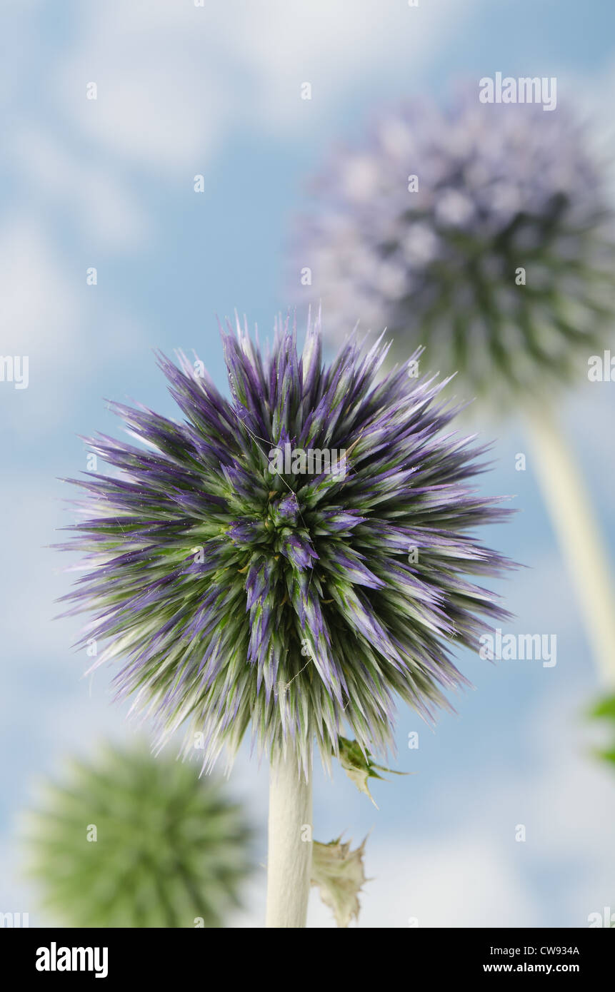 Details zum Globus Distel gegen blauen Himmel und die neue Entwicklung Röschen Blumen Echinops Stockfoto