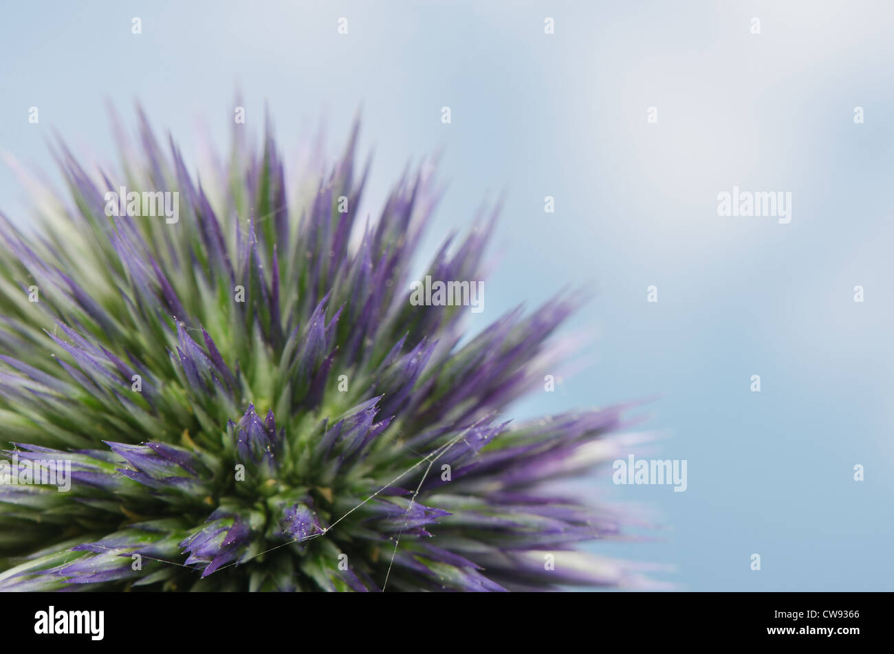 Details zum Globus Distel gegen blauen Himmel und die neue Entwicklung Röschen Blumen Echinops Stockfoto