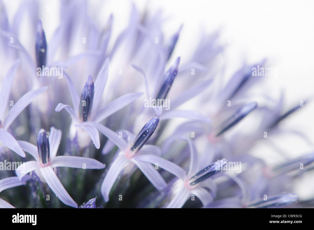 Details zum Globus Distel gegen blauen Himmel und die neue Entwicklung Röschen Blumen Echinops Stockfoto