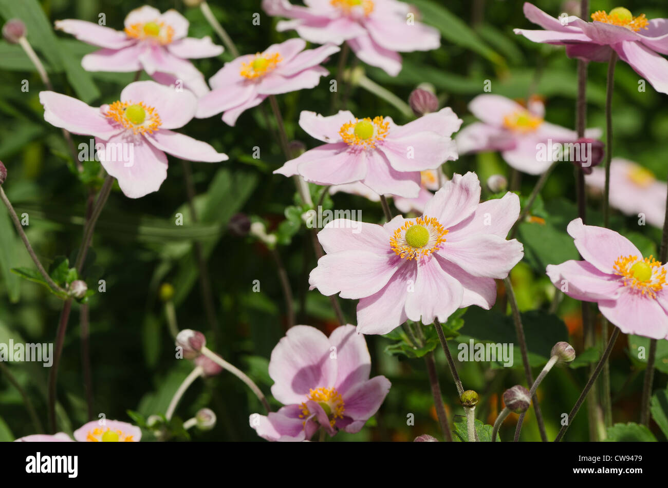 Japanische Anemone Anemone Hupehensis reifen Pflanzen an sonnigen Tag genannt Stockfoto
