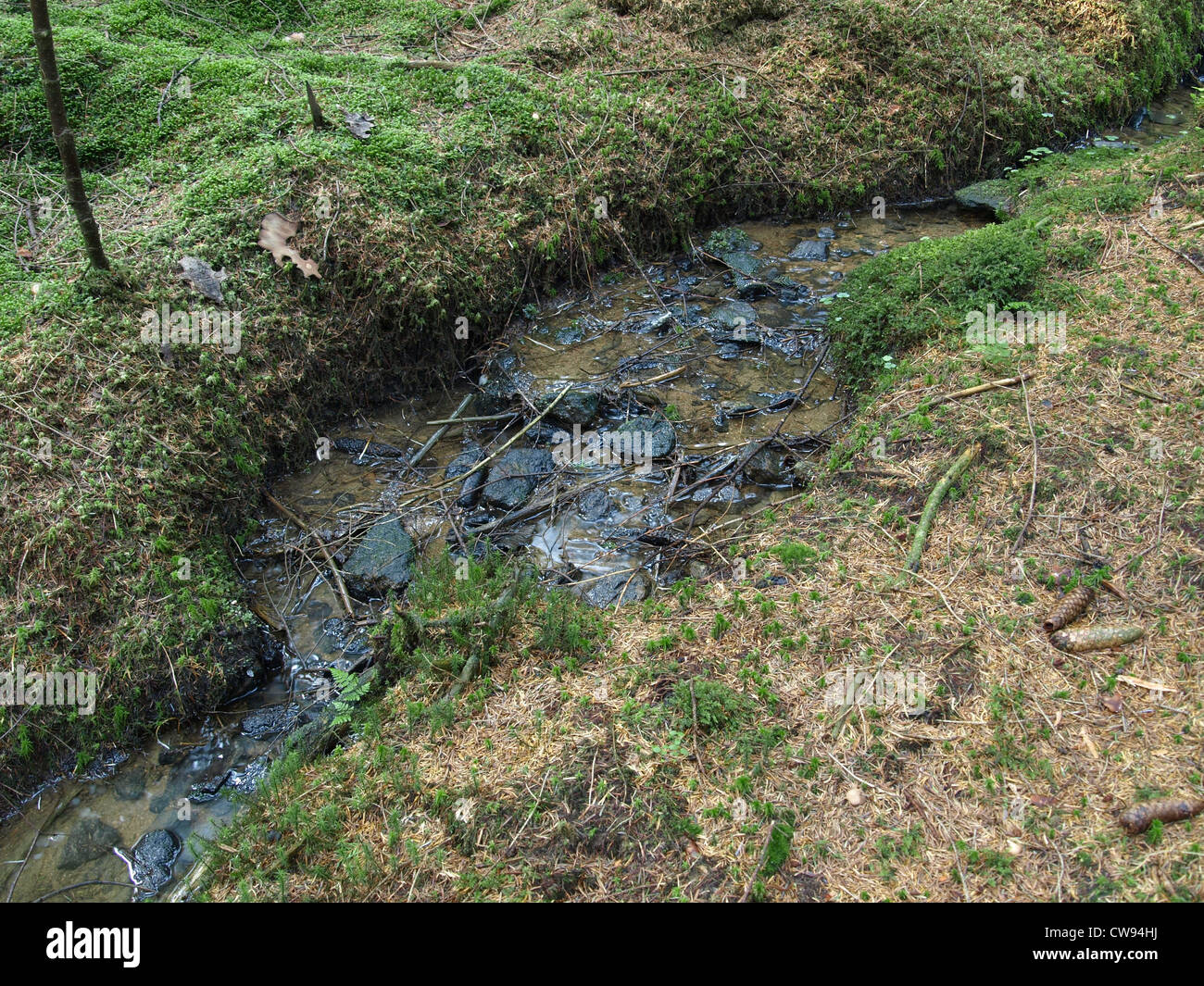 kleine Holz-Bach / Kleiner Waldbach Stockfoto