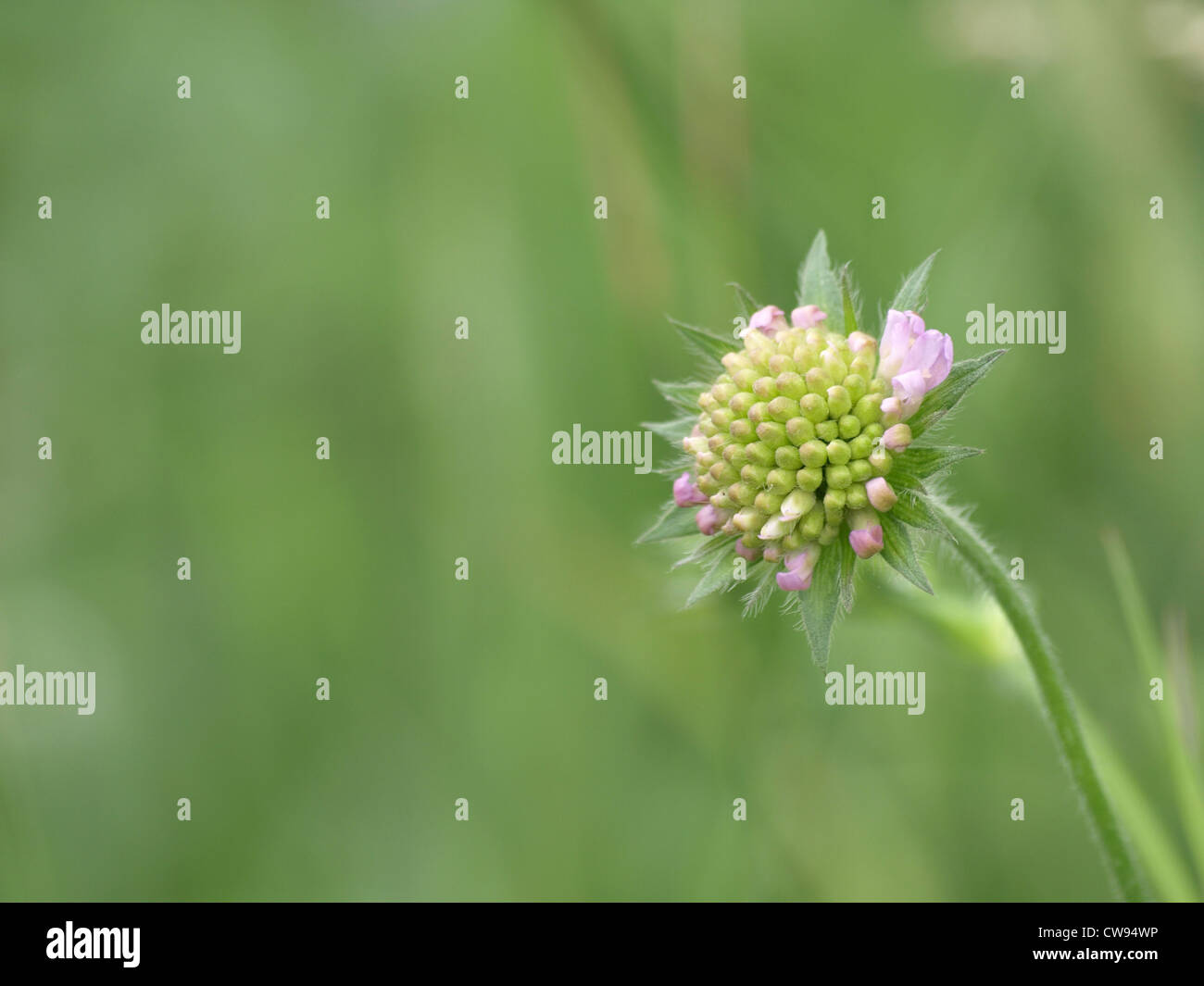 Feld Witwenblume / Knautia Arvensis / Acker-Witwenblume Stockfoto