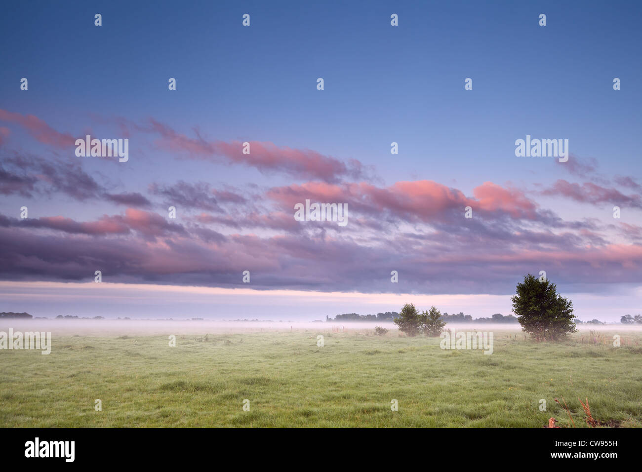 Sommerwiese in Drenthe in Morgen Hund Stockfoto