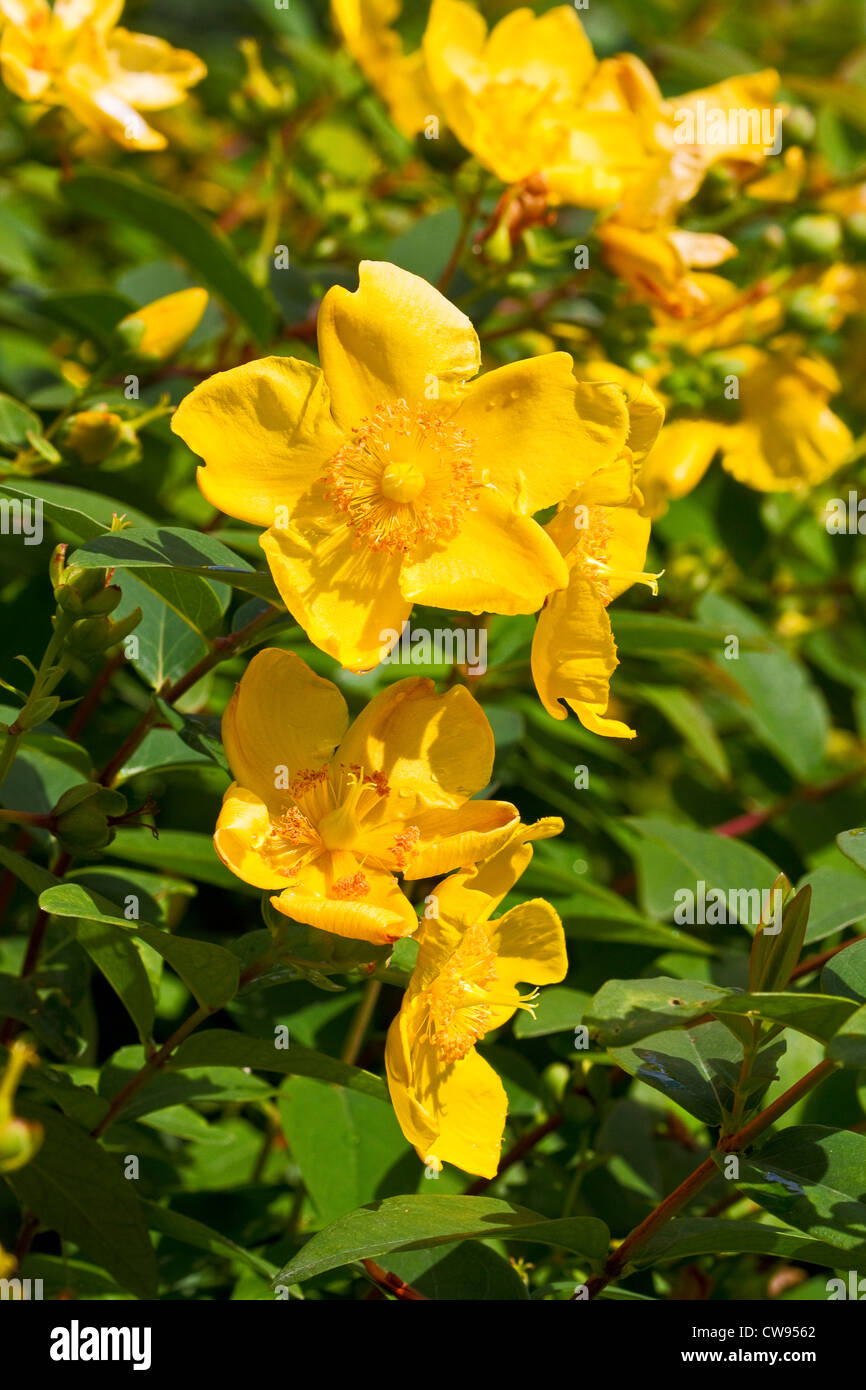 Rose von Sharon (Hypericum Calycinum) Stockfoto