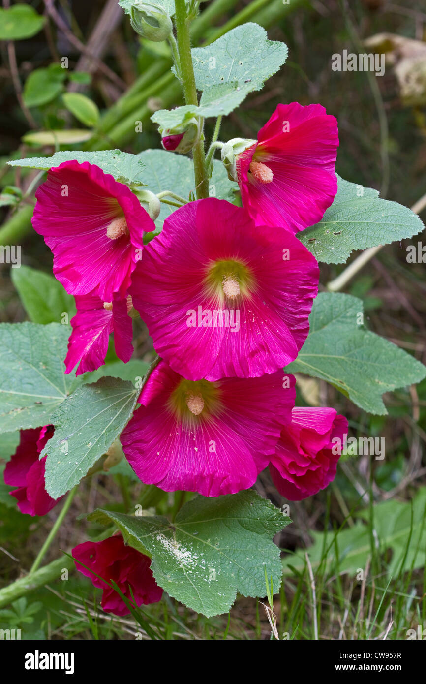 Stockrosen (Althaia Rosea) Stockfoto