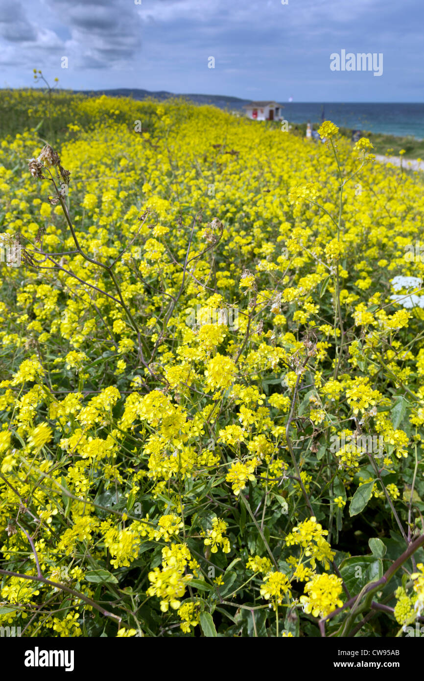 Schwarzer Senf; Brassica Nigra; Sommer; Gwithian; Cornwall; UK Stockfoto